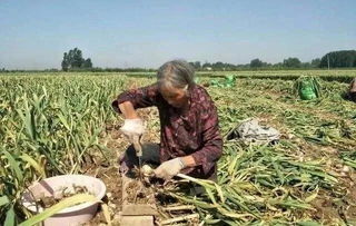 社員網打通供銷環(huán)節(jié)“任督二脈”，助力電商扶貧產業(yè)升級——聚焦家禽家畜產業(yè)