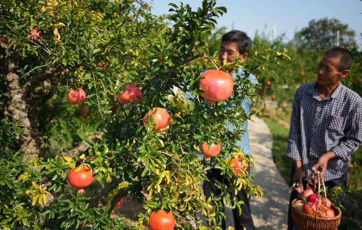 中國農(nóng)產(chǎn)品“出?！必S富世界餐桌 家禽家畜的全球化之旅