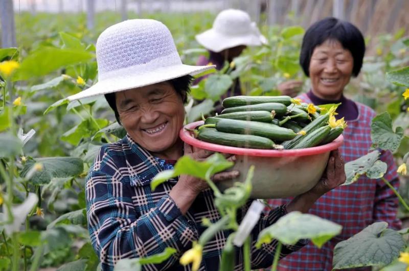 張紅宇解讀 我國農(nóng)民合作社的發(fā)展趨勢與初級農(nóng)產(chǎn)品升級之路